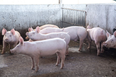 SUIGEN PCV2 – VẮC XIN PHÒNG BỆNH DO VIRUS CIRCO TYPE 2 ĐẦU TIÊN TRÊN THẾ GIỚI CHỨA KIỂU GEN d